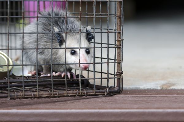 Pueblo Wildlife Removal