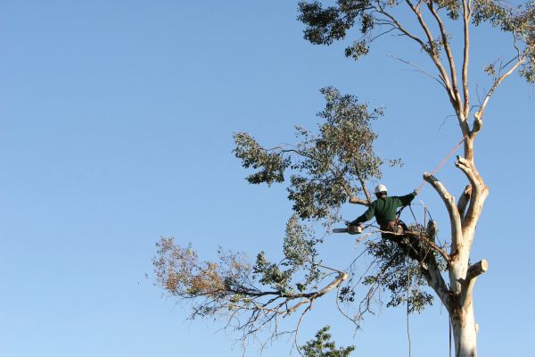 Pueblo Tree Trimming