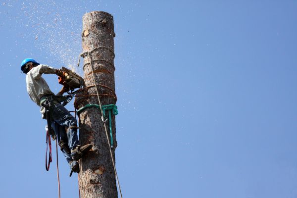 Pueblo Tree Removal