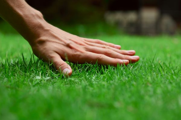 Pueblo Lawn Treatment